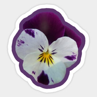 colorful purple pansy, violets, pansies, viola Sticker